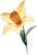 Fustella Sizzix BigZL 665107 Narciso